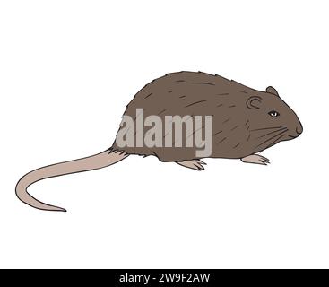 Vector hand drawn doodle sketch colored nutria isolated on white background Stock Vector