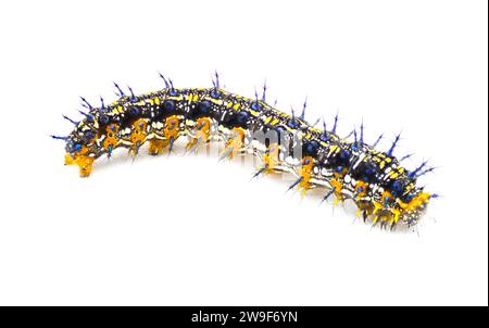 Common buckeye butterfly - Junonia coenia - caterpillar larva worm isolated on white background showing black, orange, yellow with blue spots colors s Stock Photo