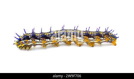Common buckeye butterfly - Junonia coenia - caterpillar larva worm isolated on white background showing black, orange, yellow with blue spots colors s Stock Photo