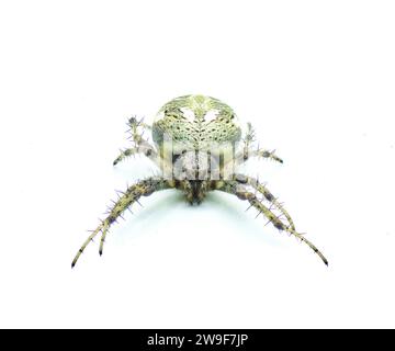 arabesque orbweaver spider - Neoscona arabesca one of the most common orb weaver spiders found throughout North America. isolated on white background Stock Photo