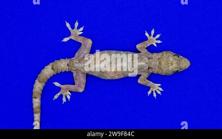 tropical, Afro American or cosmopolitan house gecko - Hemidactylus mabouia - a common parthenogenic lizard Isolated on bright blue background top dors Stock Photo