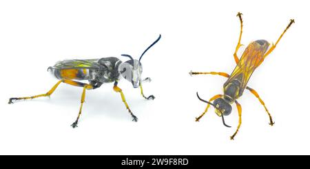 Thread waisted wasp, sand Sphecid wasp, or digger wasp - Sphex dorsalis - dig burrows with paralyzed, live insect prey, lay an egg for larva to eat un Stock Photo