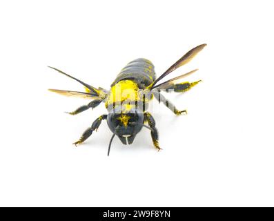 Giant sweat bee - Dieunomia heteropoda - large species of flying insect family Halictidae found in Central America and North America isolated on white Stock Photo