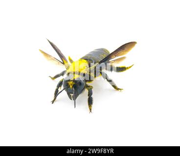 Giant sweat bee - Dieunomia heteropoda - large species of flying insect family Halictidae found in Central America and North America isolated on white Stock Photo