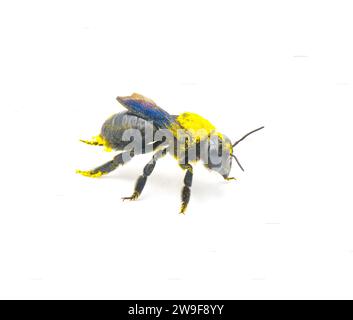 Giant sweat bee - Dieunomia heteropoda - large species of flying insect family Halictidae found Central America and North America isolated on white ba Stock Photo