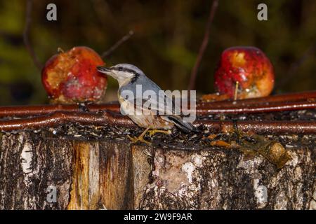 Sitta europaea Family Sittidae Genus Sitta Eurasian nuthatch Wood nuthatch wild nature bird photography, picture, wallpaper Stock Photo