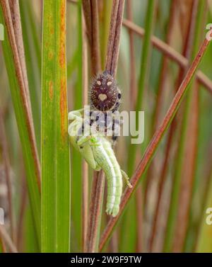 Regal jumping spider - Phidippus regius - large female Eating a young American bird grasshopper - Schistocerca Americana on eastern gamagrass - Tripsa Stock Photo