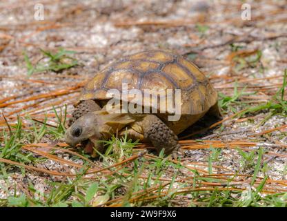 Baby Florida Gopher Tortoise - Gopherus polyphemus - eating plants and grass in native wild Sandhill habitat.  Front view with mouth open Stock Photo