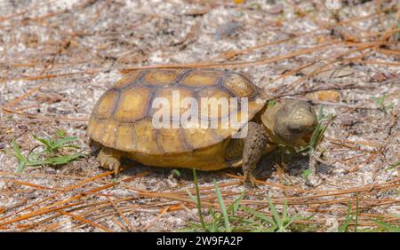 Baby Florida Gopher Tortoise - Gopherus polyphemus - eating plants and grass in native wild Sandhill habitat.  Side view with mouth open Stock Photo