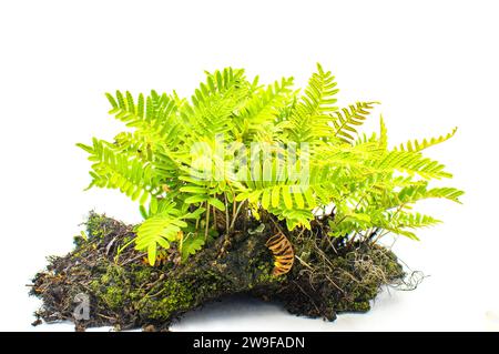 Resurrection fern - Pleopeltis polypodioides - native to Florida found in moist areas and on the trunks of trees, classified as an epiphyte, similar t Stock Photo