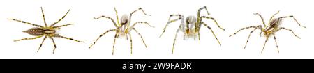 American grass spider - a genus of funnel weaver arachnid in the Agelenopsis sp genus. They construct a non sticky sheet of silk with a round opening. Stock Photo