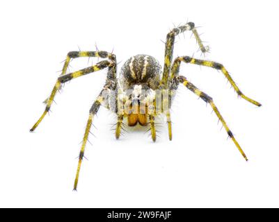 American grass spider - a genus of funnel weaver arachnid in the Agelenopsis sp genus. They construct a non sticky sheet of silk with a round opening. Stock Photo