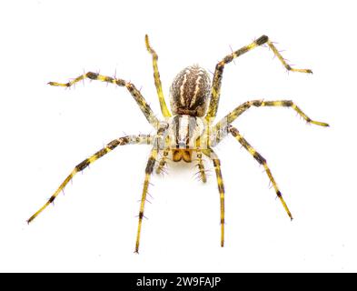 American grass spider - a genus of funnel weaver arachnid in the Agelenopsis sp genus. They construct a non sticky sheet of silk with a round opening. Stock Photo
