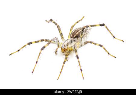 American grass spider - a genus of funnel weaver arachnid in the Agelenopsis sp genus. They construct a non sticky sheet of silk with a round opening. Stock Photo
