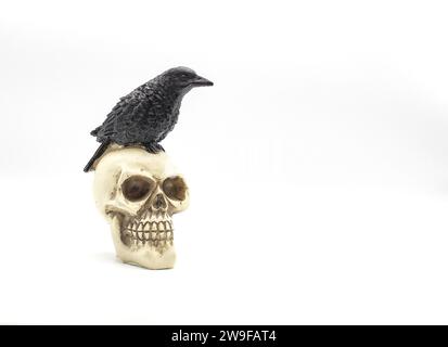 Black Crow on skull isolated on white background with cope space.  plaster, plastic, resin or concrete not real. Halloween scary spooky decoration Stock Photo