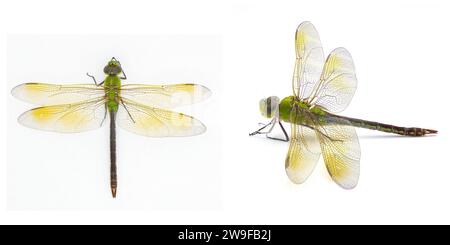 Female common green darner - Anax junius - is a species of dragonfly in the family Aeshnidae. One of the most common species throughout North America Stock Photo