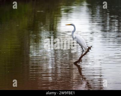 Great Egret bird perched on stumps from felling of bald cypress trees in calm waters of Atchafalaya Basin near Baton Rouge Louisiana Stock Photo