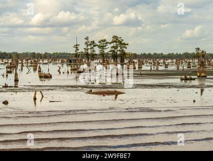 Stumps from felling of bald cypress trees in the past seen in calm waters of the bayou of Atchafalaya Basin near Baton Rouge Louisiana Stock Photo