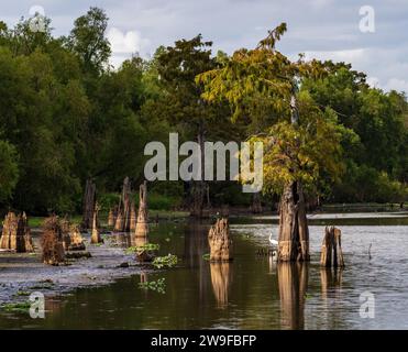 Stumps from felling of bald cypress trees in the past seen in calm waters of the bayou of Atchafalaya Basin near Baton Rouge Louisiana Stock Photo