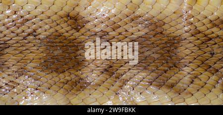 Florida Pine Snake - Pituophis melanoleucus mugitus - DOR dead on road snake skin wallpaper showing rough keeled texture and blotched pattern Stock Photo