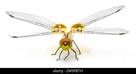 Amanda's pennant dragonfly dragon fly - Celithemis amanda - a species found in the southeastern United States extreme macro detail of wings, head and Stock Photo