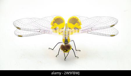 Amanda's pennant dragonfly dragon fly - Celithemis amanda - a species found in the southeastern United States extreme macro detail of wings, head and Stock Photo