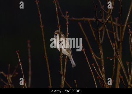 Passer domesticus Family Passeridae Genus Passer House sparrow wild nature bird photography, picture, wallpaper Stock Photo