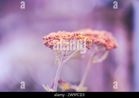 Nature cover - Wind-blown Yarrow,  Achillea millefolium terracotta with copyspace. Stock Photo