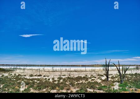 Salt lake with salt bushes and dead trees due to increasing salinity in the Western Australian wheat belt, near Wongan Hills Stock Photo