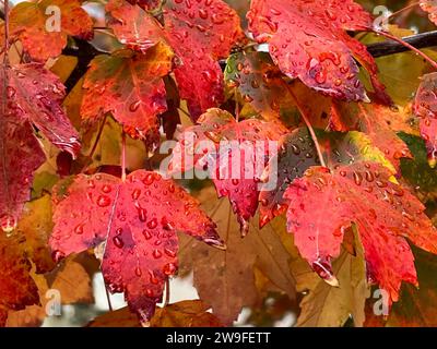 Raindrops cling to red maple leaves in the fall. Stock Photo
