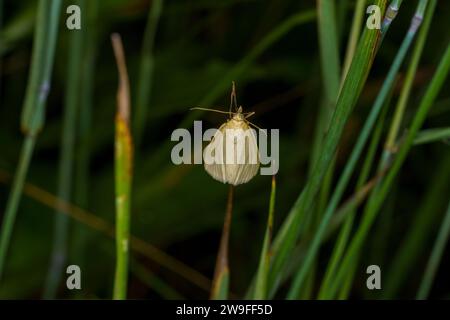Sitochroa palealis Family Crambidae Genus Sitochroa Carrot seed moth wild nature insect wallpaper, picture, photography Stock Photo