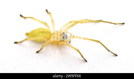 black footed or the American yellow Agrarian sac spider - Cheiracanthium inclusum - an aggressive but harmless house or home arachnid isolated on whit Stock Photo