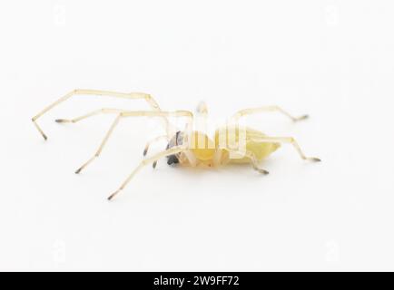 black footed or the American yellow Agrarian sac spider - Cheiracanthium inclusum - an aggressive but harmless house or home arachnid isolated on whit Stock Photo