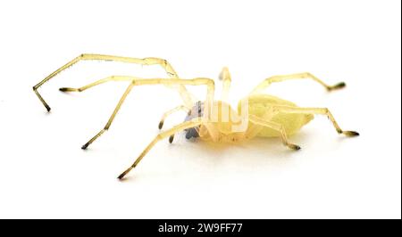 black footed or the American yellow Agrarian sac spider - Cheiracanthium inclusum - an aggressive but harmless house or home arachnid isolated on whit Stock Photo