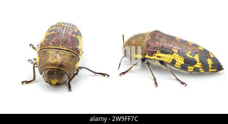 Flat headed Bald Cypress Sapwood borer Beetle - Acmaeodera pulchella - small yellow and black metallic insect with bee mimic qualities in color and pa Stock Photo