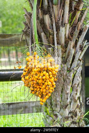 Pindo or jelly palm tree fruit - Butia capitata - Sweet and edible berries native of Brazil.  Popular for jellies and eaten raw. Over ripe yellow oran Stock Photo