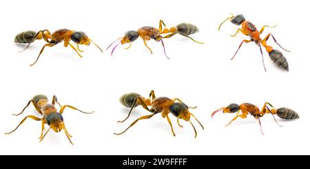 graceful, Mexican, slender or elongated twig ant - Pseudomyrmex gracilis - is a large, species native to Mexico and arid parts of the United States is Stock Photo