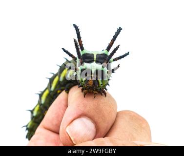 hickory horned devil - Citheronia regalis - larva form of regal or royal walnut moth on human index finger. largest caterpillar in the world isolated Stock Photo