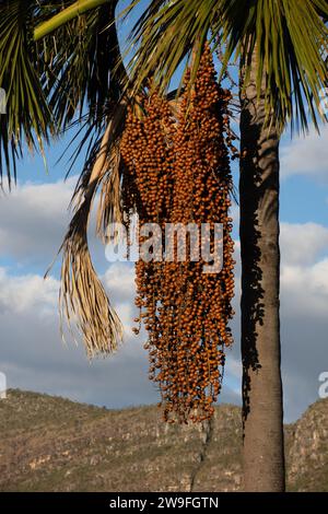 The Buriti tree in Maranhao State, northeastern Brazil, also known as Moriche Palm, Mauritia flexuosa, the Ite Palm or Ita, it is a palm tree and grows in and near swamps and other wet areas in tropical South America - the fruit is edible, has a high vitamin C content and used to make juice, jam, ice cream, and a fermented 'wine'. The inflorescence buds are eaten as a vegetable and the sap can be drunk fresh or fermented. Threads and cords are locally produced from the tree's fibers. Stock Photo