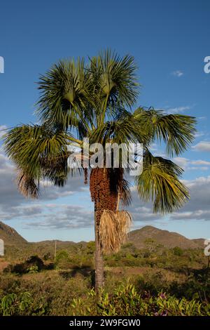 The Buriti tree in Maranhao State, northeastern Brazil, also known as Moriche Palm, Mauritia flexuosa, the Ite Palm or Ita, it is a palm tree and grows in and near swamps and other wet areas in tropical South America - the fruit is edible, has a high vitamin C content and used to make juice, jam, ice cream, and a fermented 'wine'. The inflorescence buds are eaten as a vegetable and the sap can be drunk fresh or fermented. Threads and cords are locally produced from the tree's fibers. Stock Photo