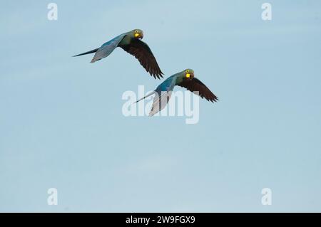 The Lear's Macaw (Anodorhynchus leari), also known as the Indigo Macaw , a large all-blue Brazilian parrot at Caatinga ecosystem, Northeastern Brazil.  This macaw known in Brazil as arara-azul-de-lear is rare with a highly restricted range. In 1983, the global population was estimated to number just 60 birds (Yamashita 1987). Population in 2010 was estimated as between 1100 and 1200 individuals. It is currently listed as an Endangered species. As well as habitat loss the Lear's Macaw has historically suffered from hunting and more recently trapping for the aviary trade. Stock Photo