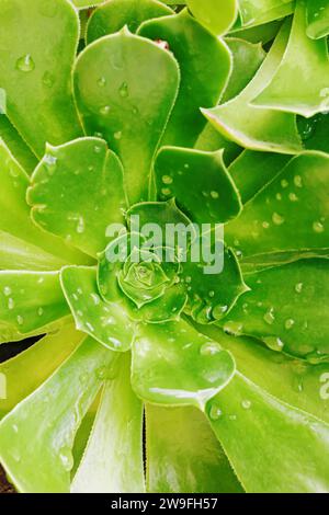 Close-up of green succulent plant with raindrops Stock Photo