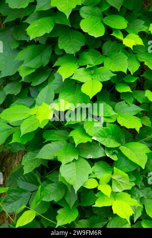 Poison ivy (Toxicodendron radicans), Farmington Canal Heritage Trail, Farmington, Connecticut Stock Photo
