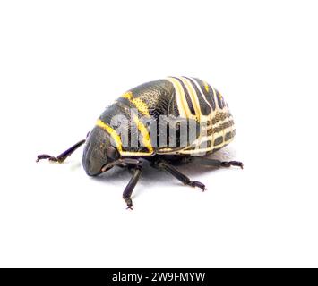 Jewel bug - orange yellow  and black shield back or backed beetle - Orsilochides guttata - young nymph stage isolated on white background side front p Stock Photo