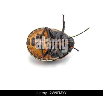 Jewel bug - orange yellow  and black shield back or backed beetle - Orsilochides guttata - young nymph stage isolated on white background back rear vi Stock Photo