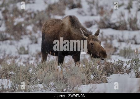 Winter Moose Stock Photo