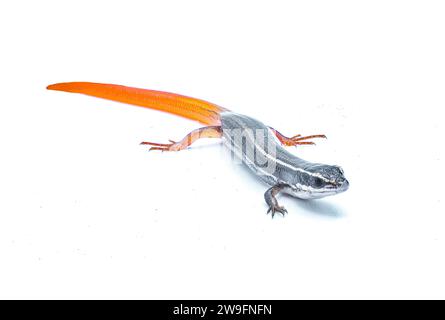 peninsula mole skink lizard - Plestiodon egregius onocrepis - front face view isolated on white background Stock Photo