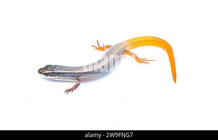 peninsula mole skink lizard - Plestiodon egregius onocrepis  -  top side view showing pretty curled orange red tail isolated on white background Stock Photo