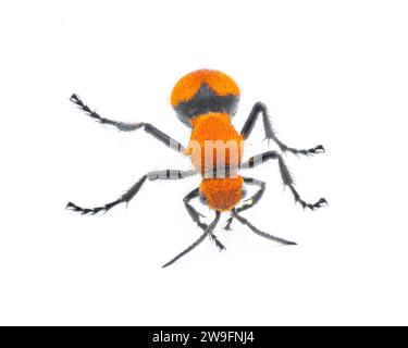 Female Dasymutilla occidentalis - red velvet ant, eastern velvet ant