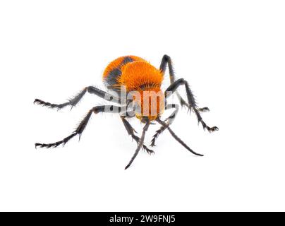 Female Dasymutilla occidentalis - red velvet ant, eastern velvet ant